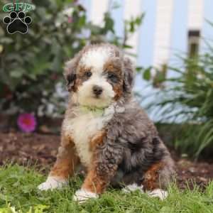 Jaden, Mini Bernedoodle Puppy